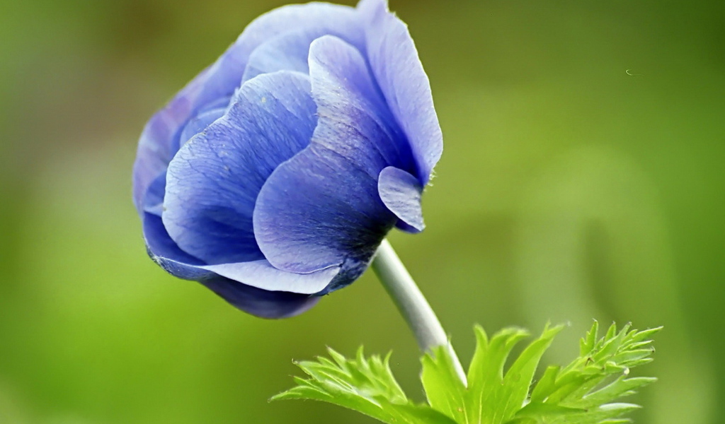 Голубой цветок
