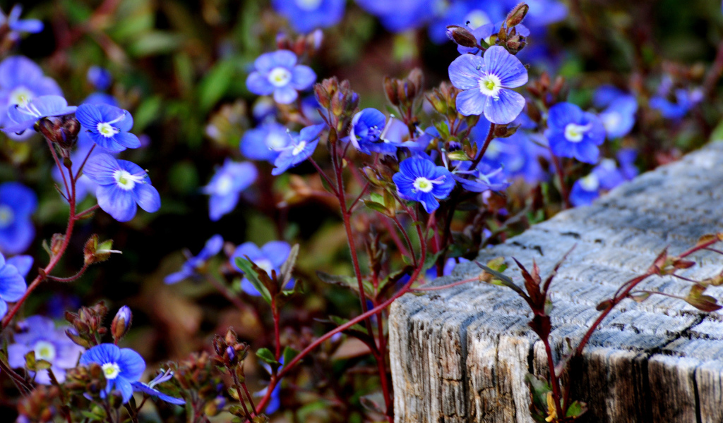 Голубые цветочки