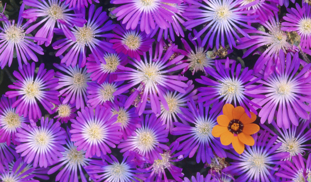 Букет красивых цветов