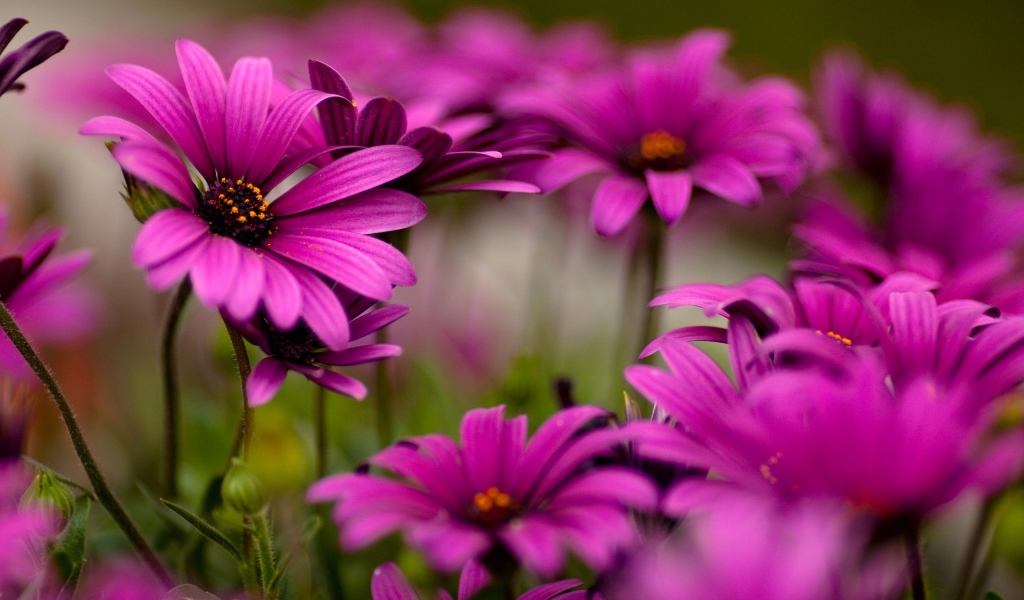 Яркие цветы