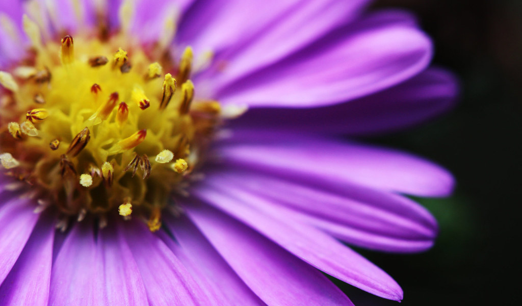 Яркий цветочек