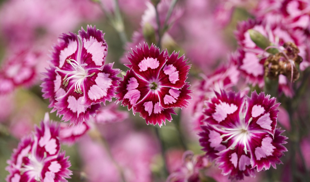 Яркие цветочки