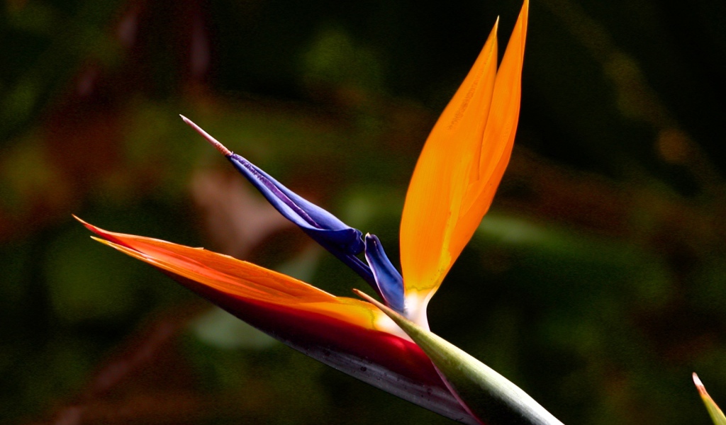 Экзотический цветок