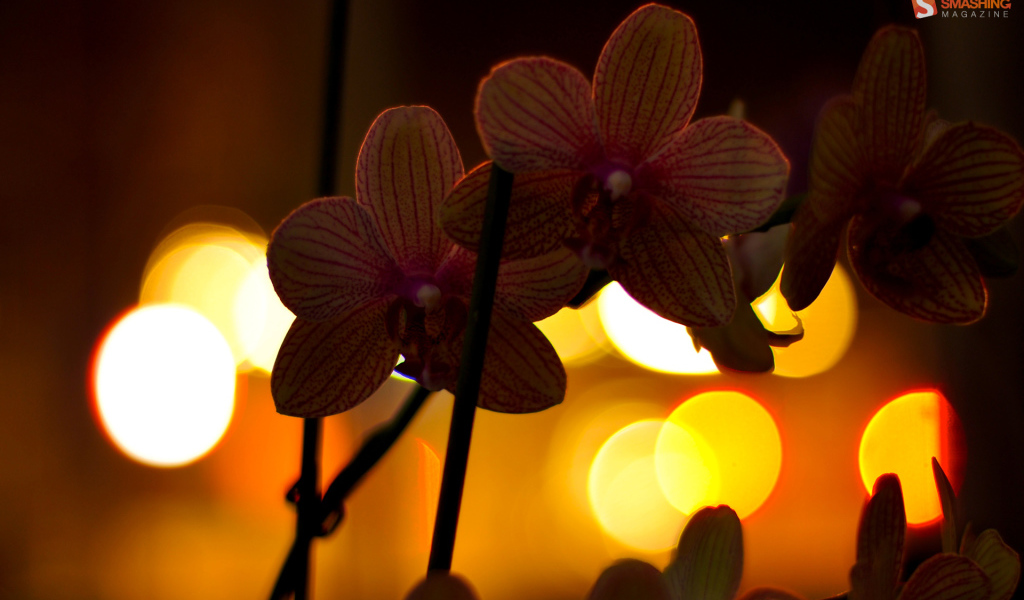 Цветы любимой