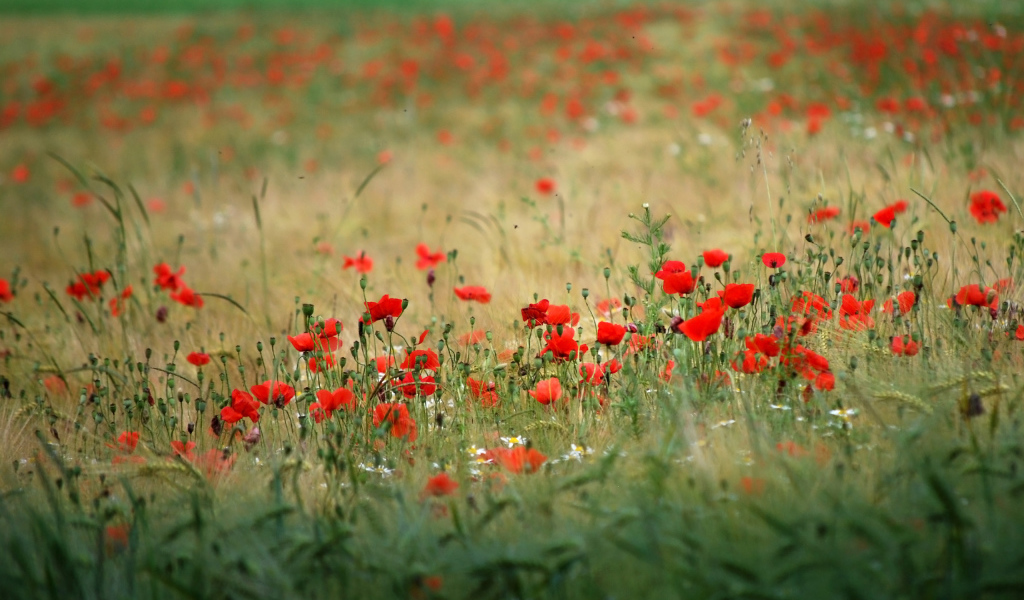 Поле красивых цветов