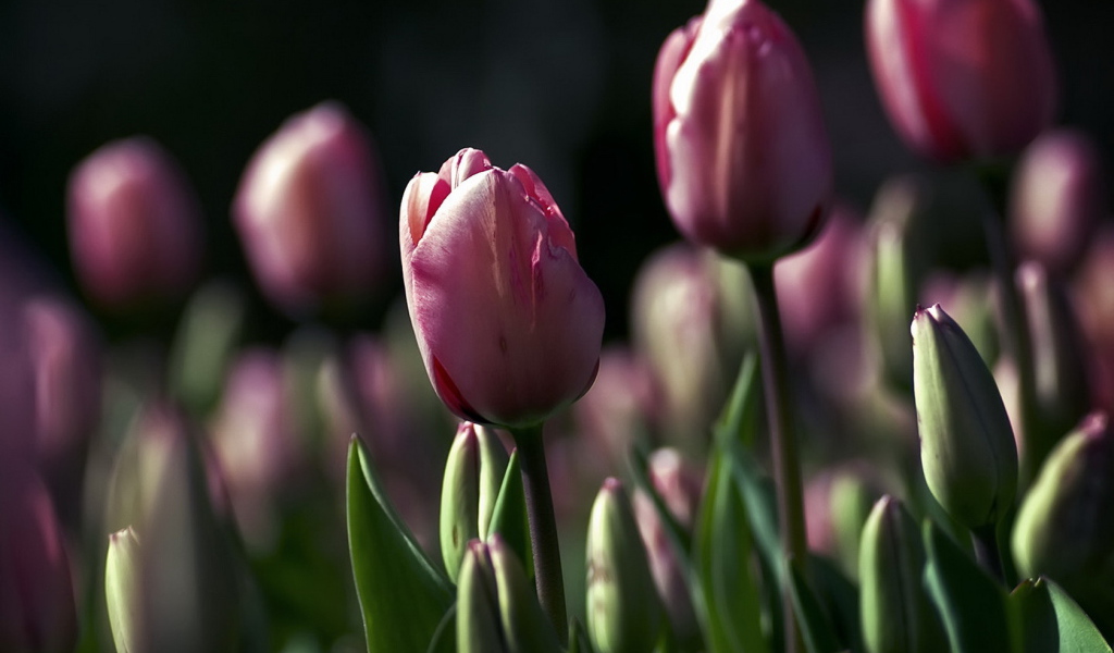 Поле тюльпанов