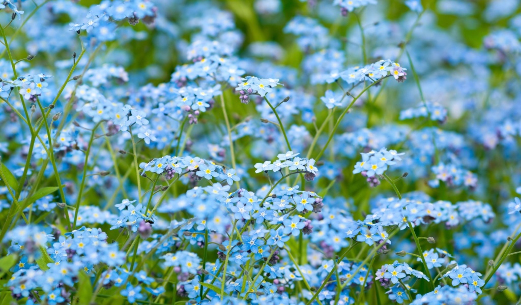 Цветочное поле