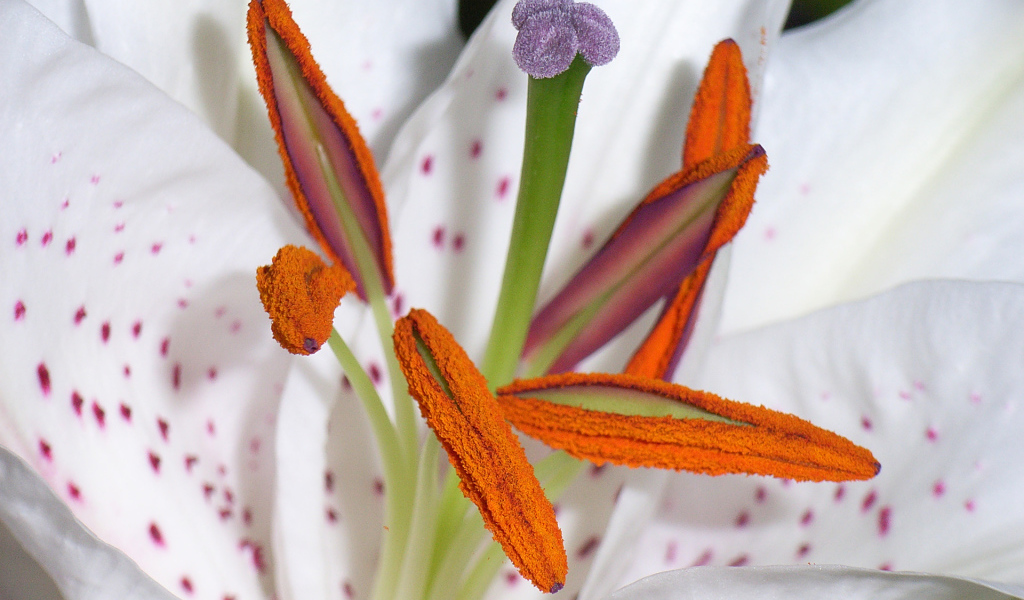 Цветок пыльца пестик тычинка