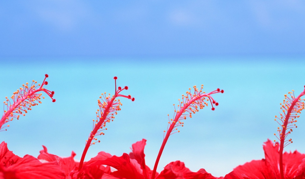 Цветы на Мальдивских островах