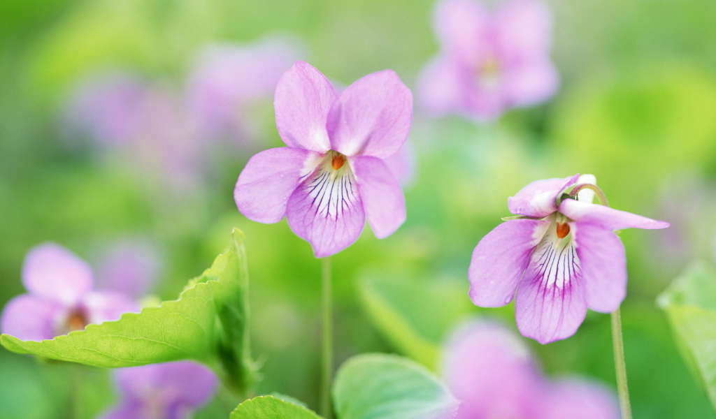Нежные цветочки