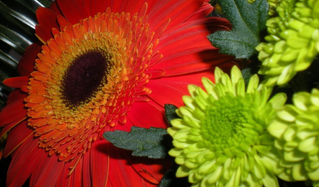 Гербера и хризантемы
