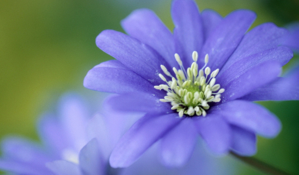 Печёночница