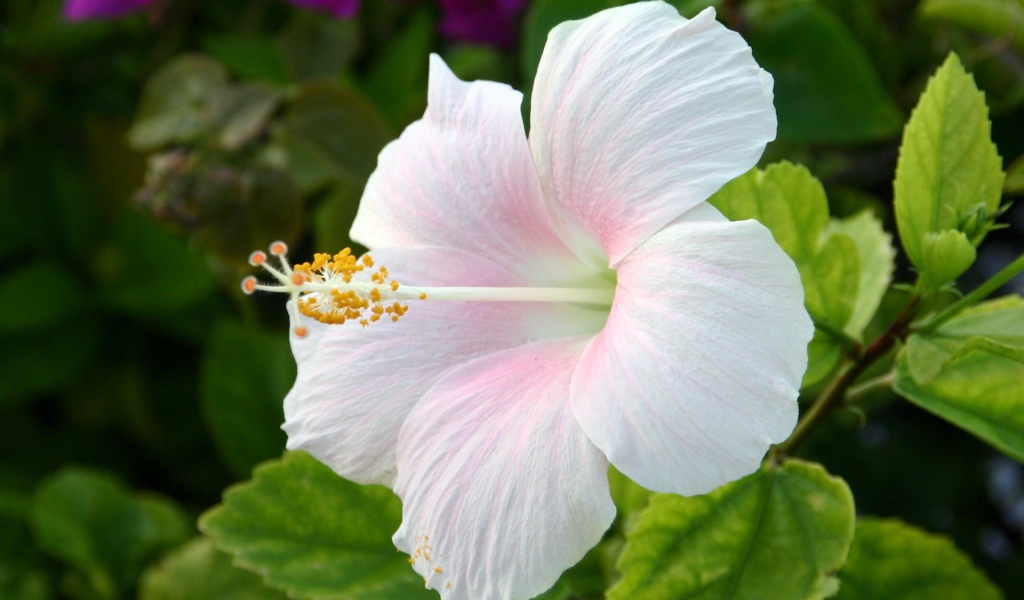 Цветок Hibiscus