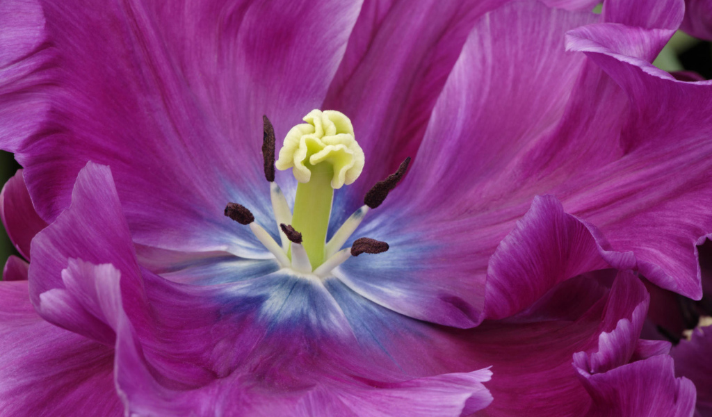 Внутри бутона