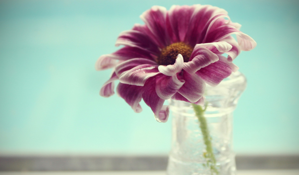 Одинокий цветок