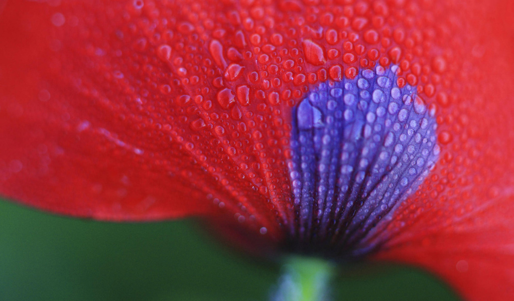 Макро Цветок