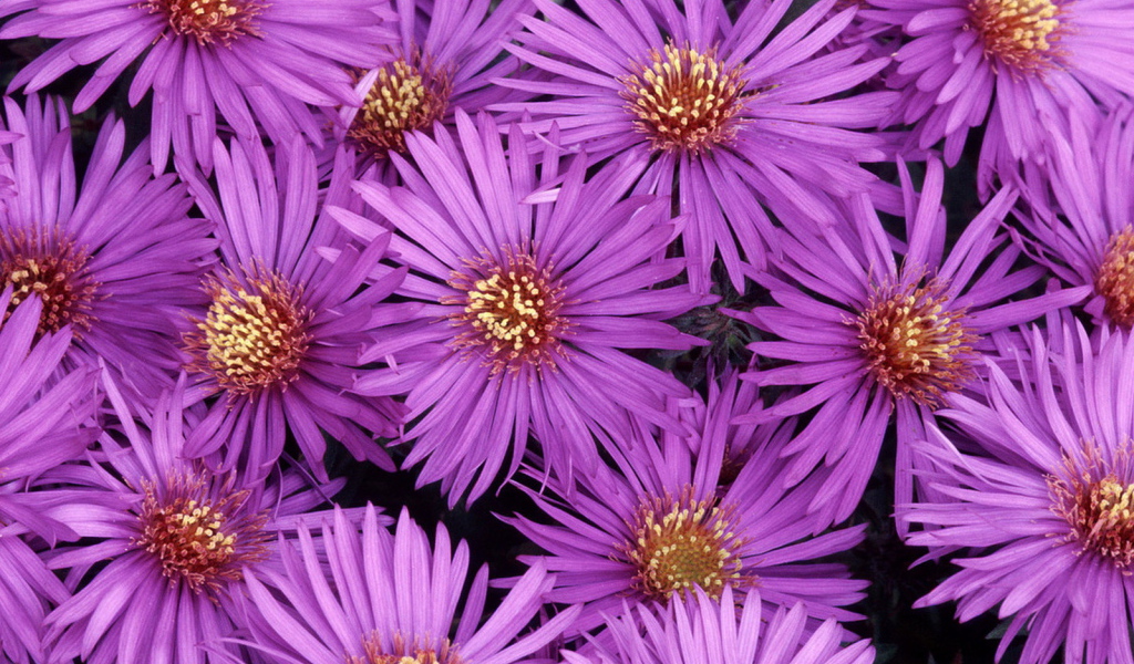 Североамериканские астры