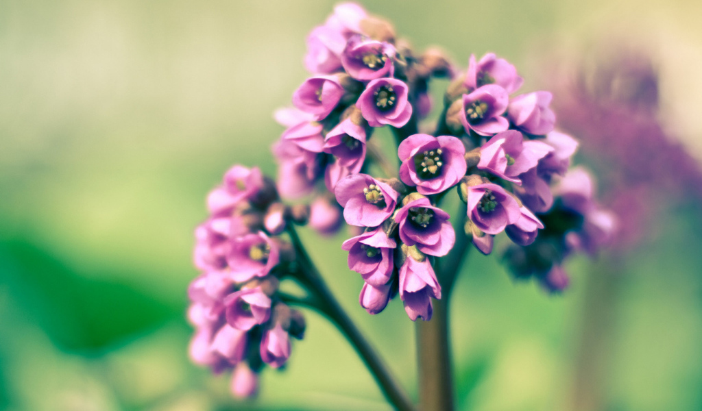 Розовые цветочки