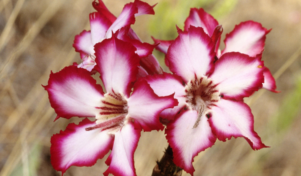 Шикарные цветы