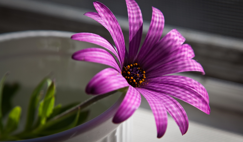 Пурпурный цветок