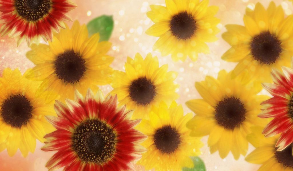 Подсолнухи