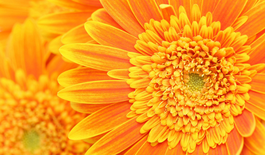 Солнечный цветок