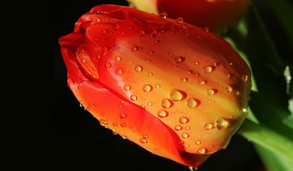 Тюльпан одиночка