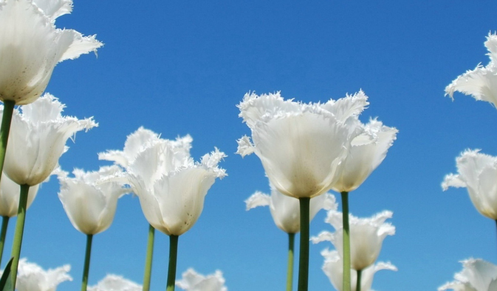 Тюльпаны-облака