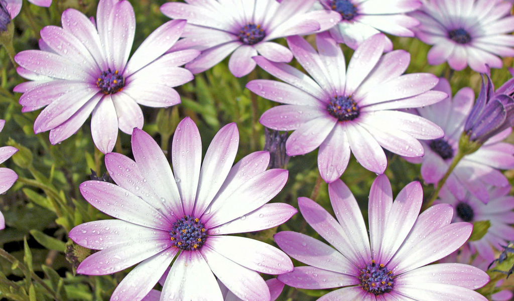 Влажные лепестки цветов