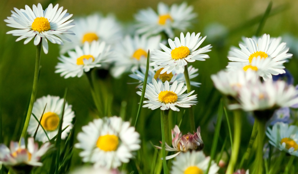 Белые ромашки