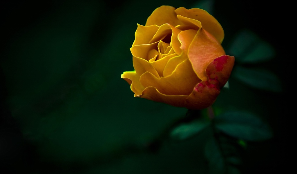 Желтая роза