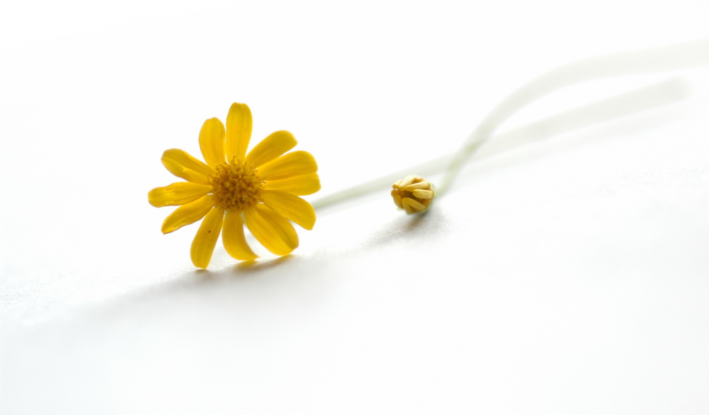 Желтый цветок