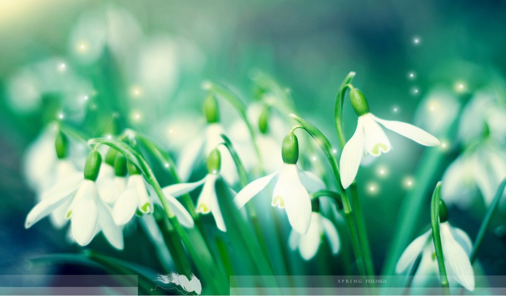 Первые подснежники Весенние цветы