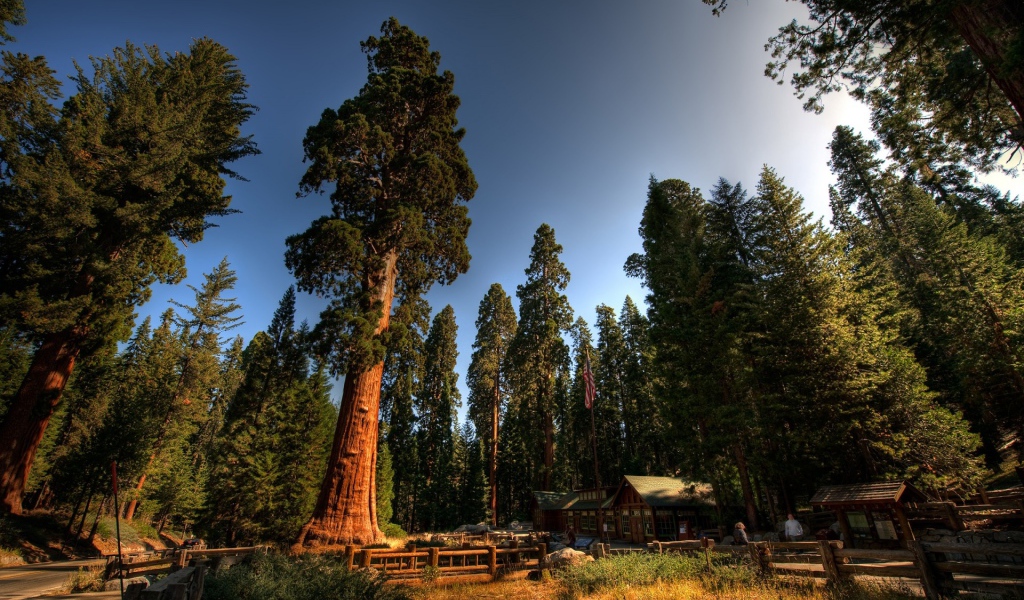 Среди вековых деревьев