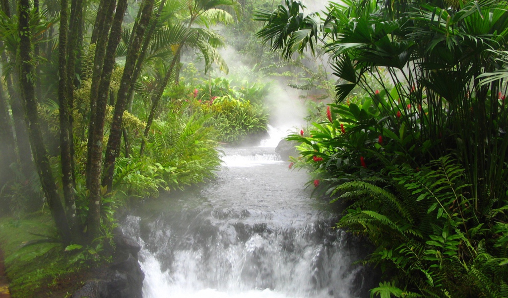 Азиатские джунгли