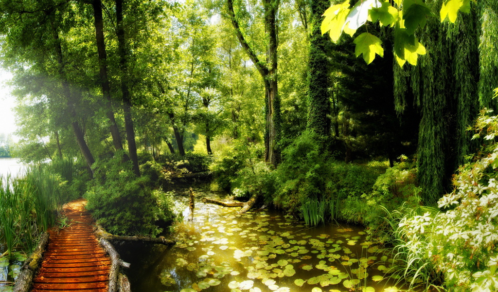 Красота леса