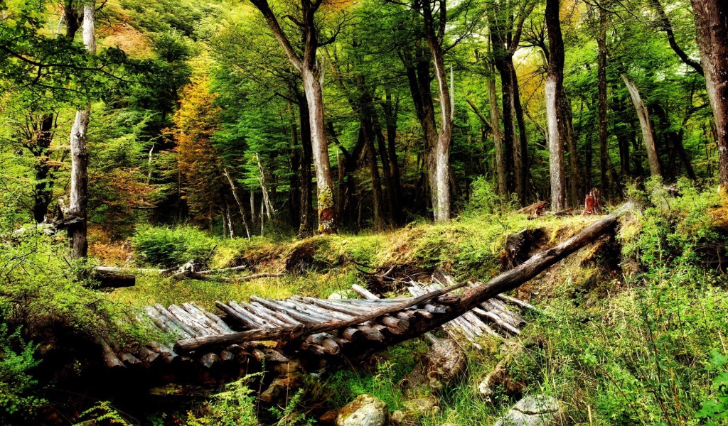 Мостик в лесу