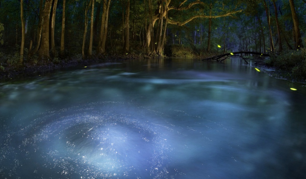 Сказочный лес