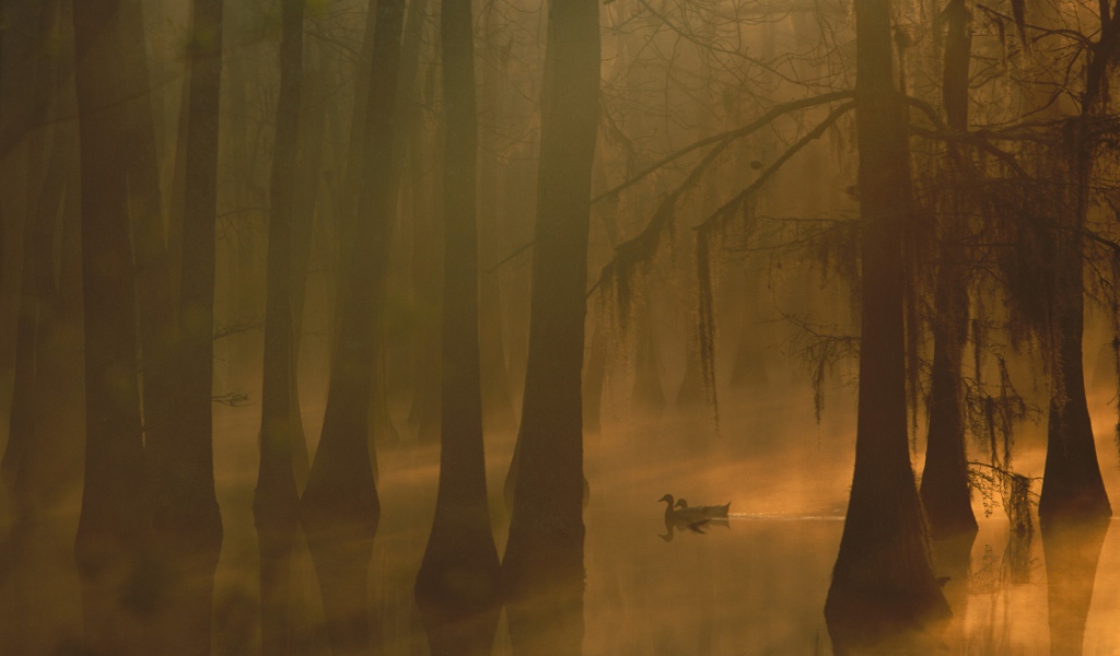 Туман в затопленном лесу