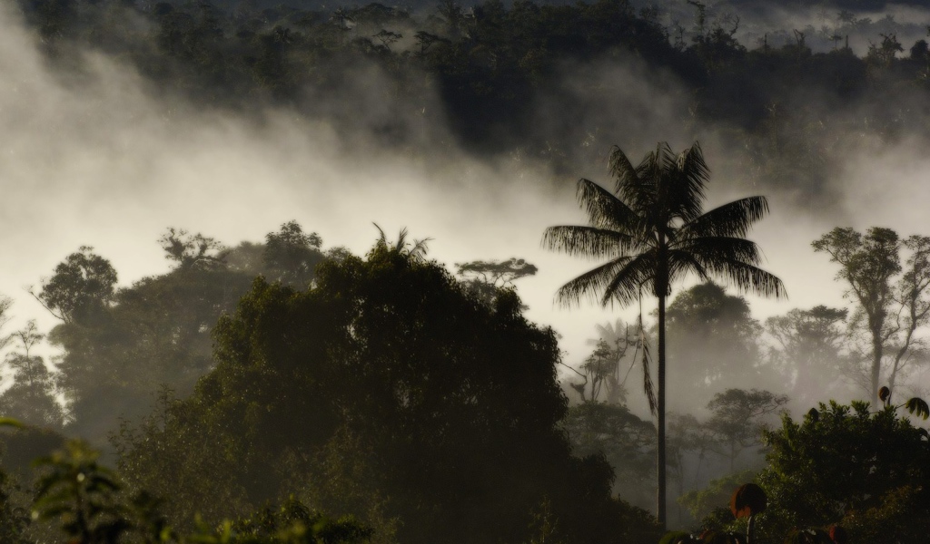 Туман в тропическом лесу