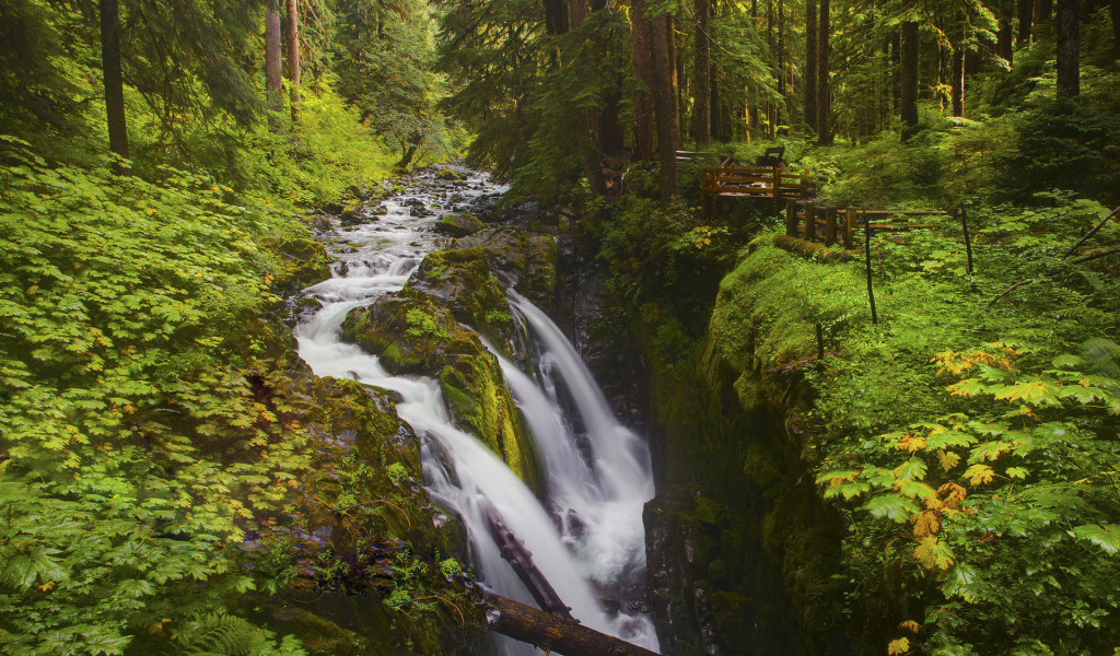 Лесной ручей