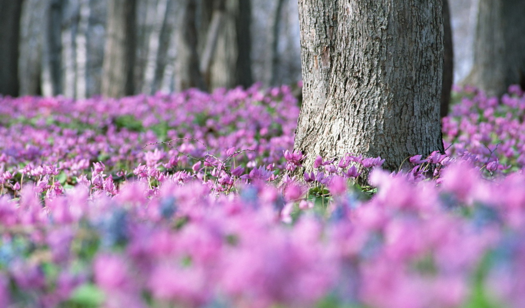 Лес в цветах
