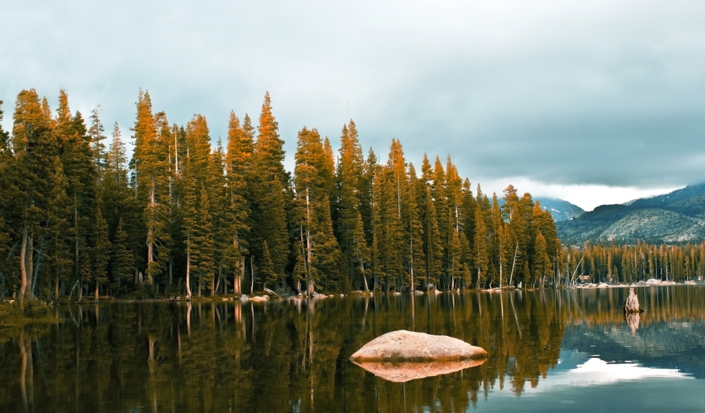 Лес около озеро