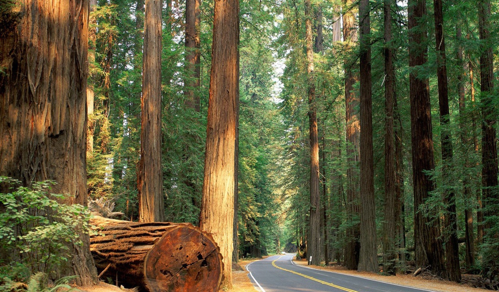 Роща гигантских деревьев