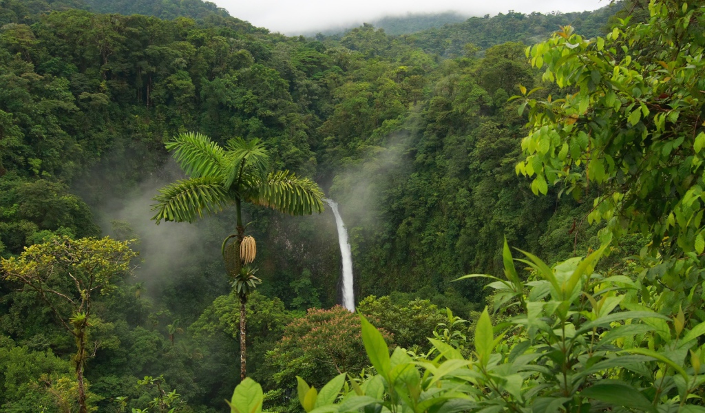 Дикие джунгли