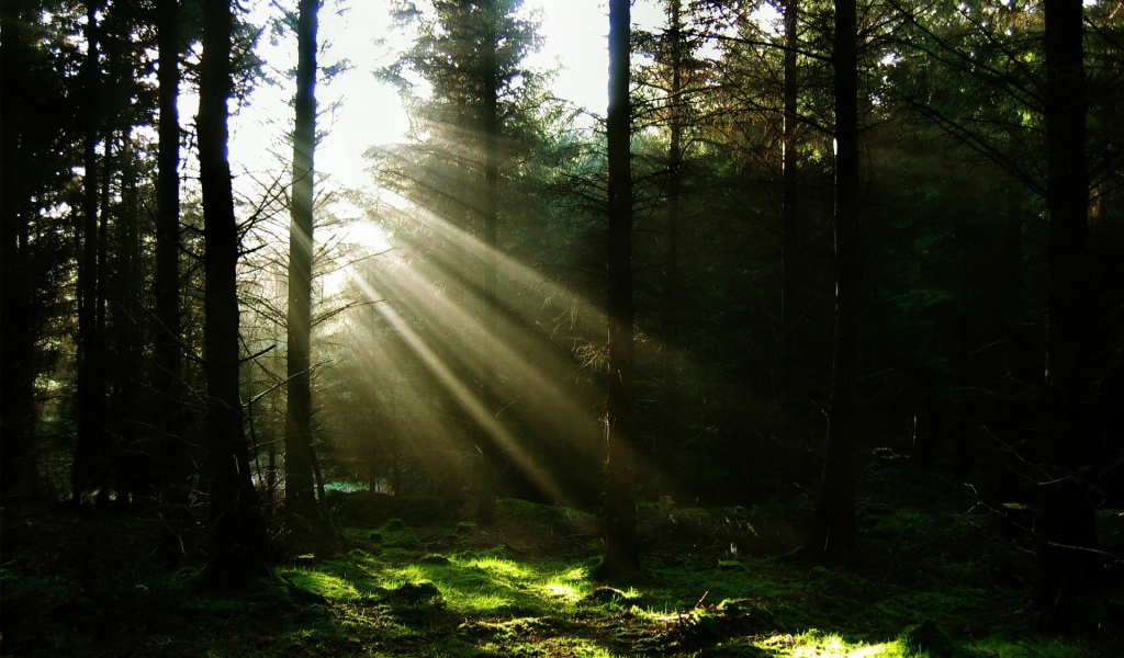 Свет пробивающийся в лесу