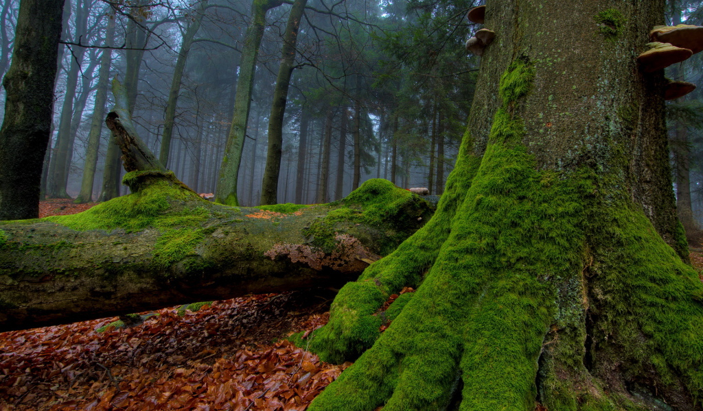 Мох на стволе