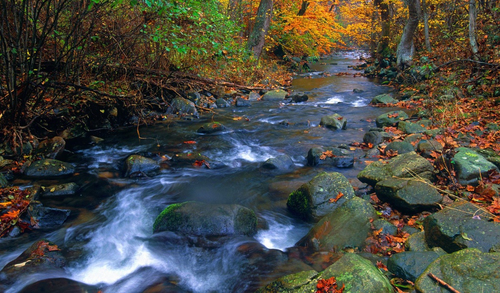 Река в лесу