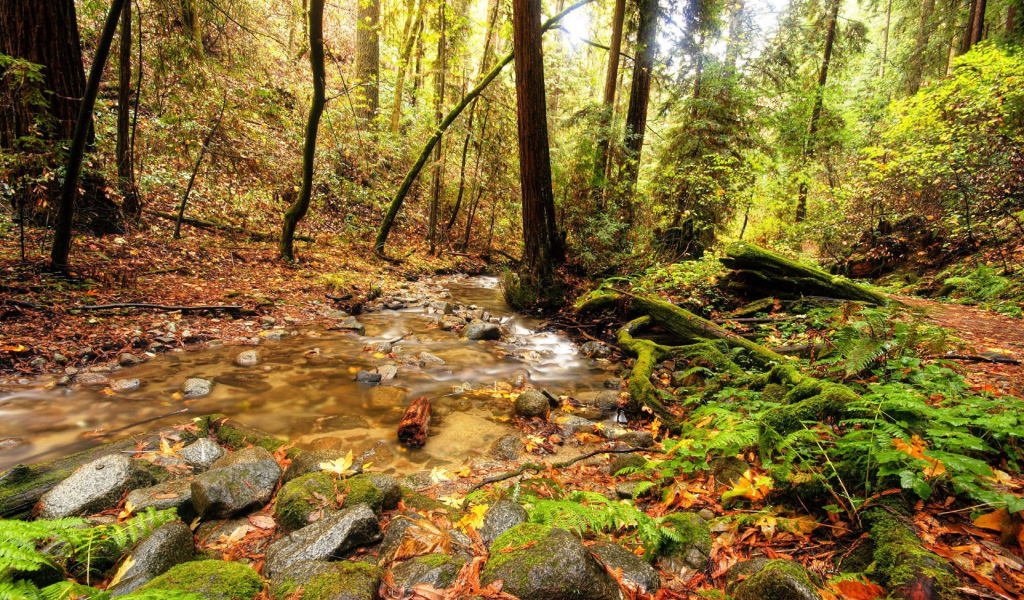 Ручей в лесной чаще