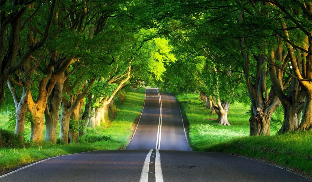 Дорога через лес